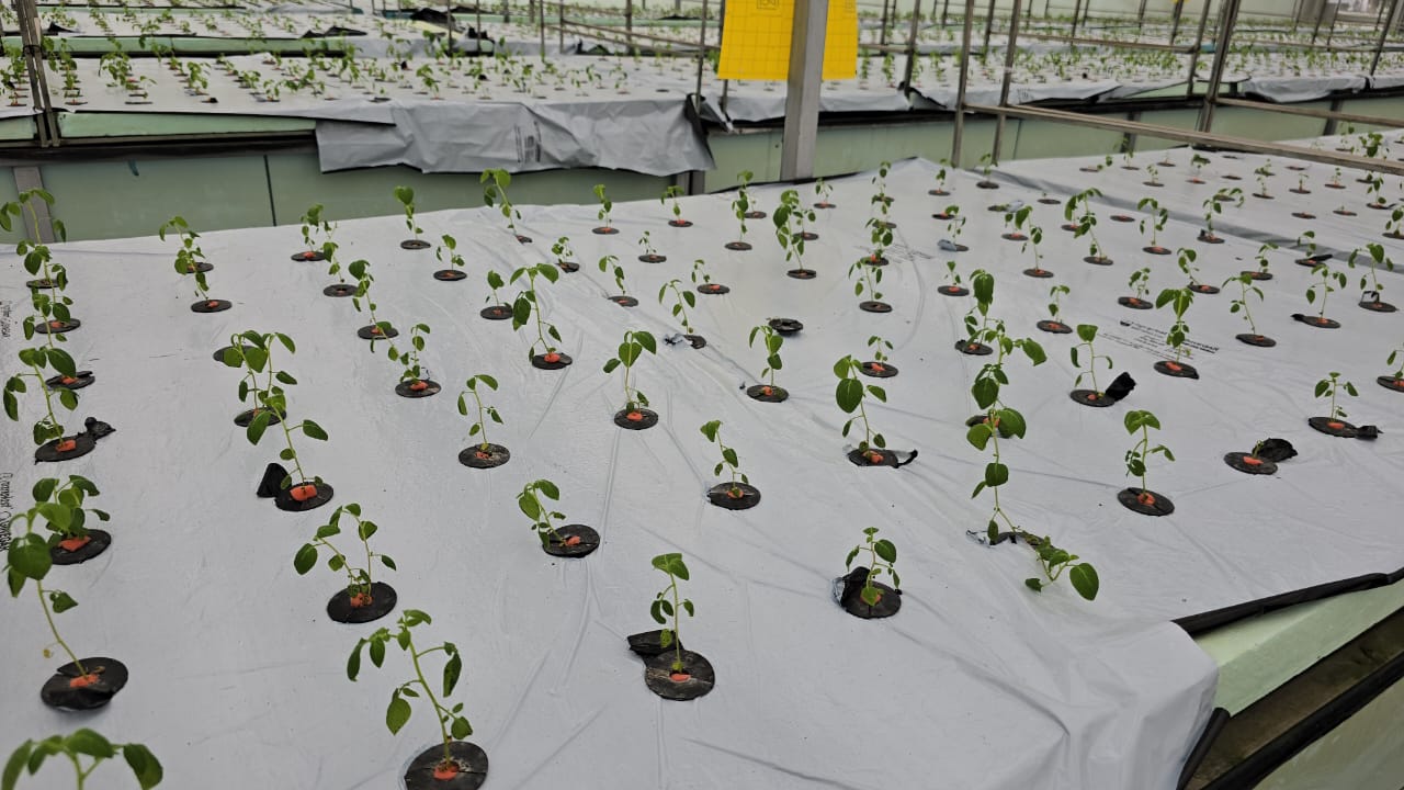 Potatoes are being planted without soil in Karnal with AeroPonics technology increasing production by 10 times