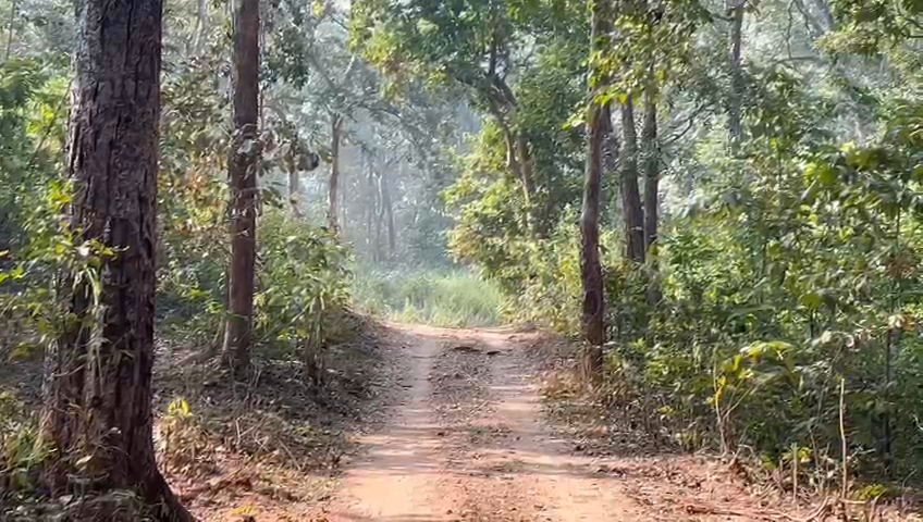 vegetable crop in latehar