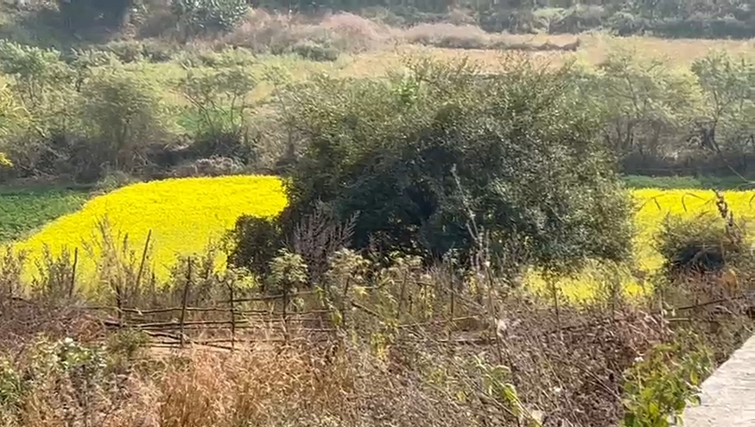 vegetable crop in latehar