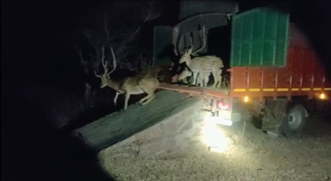 टाइगर रिजर्व भेजे जाएंगे 500 चीतल