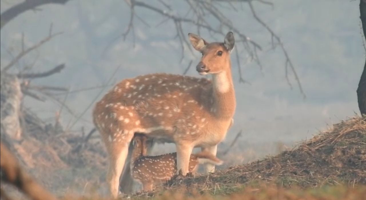 केवलादेव में चीतलों की संख्या अधिक है