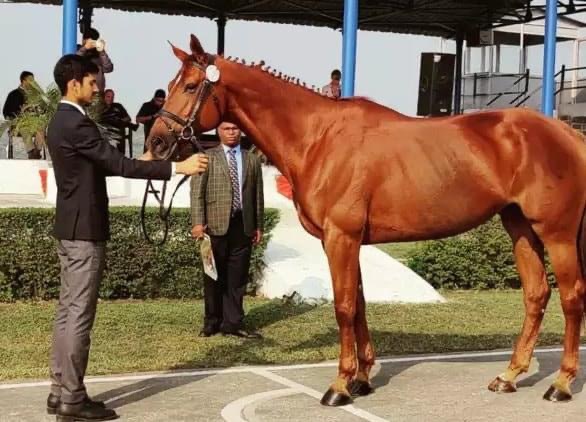 Raju Bhadoria won gold