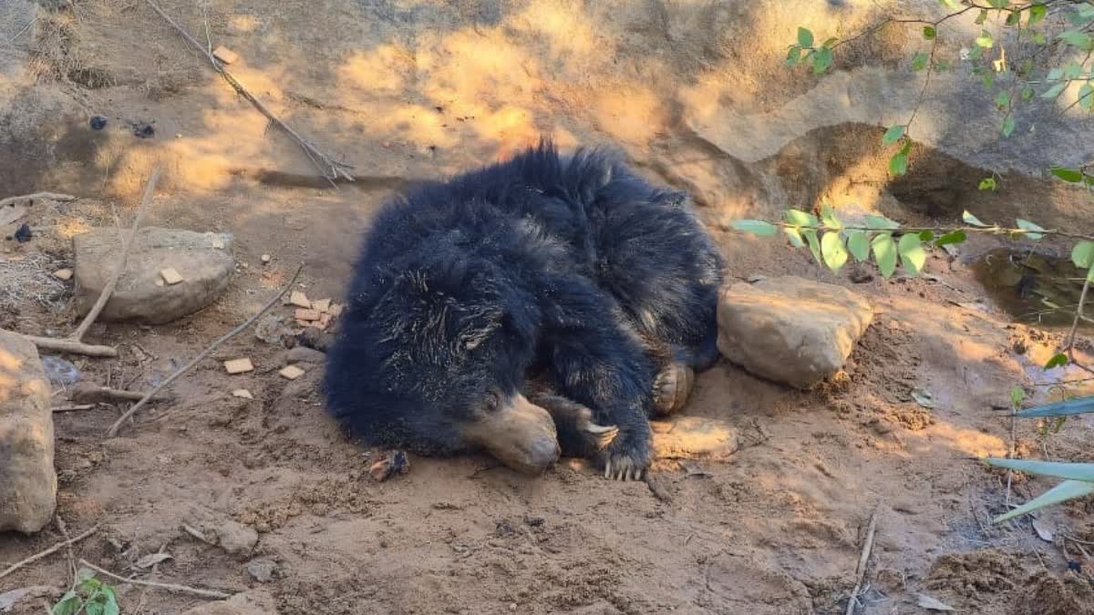 बुजुर्ग की जान लेने वाले भालू की मौत, वन विभाग हैरान