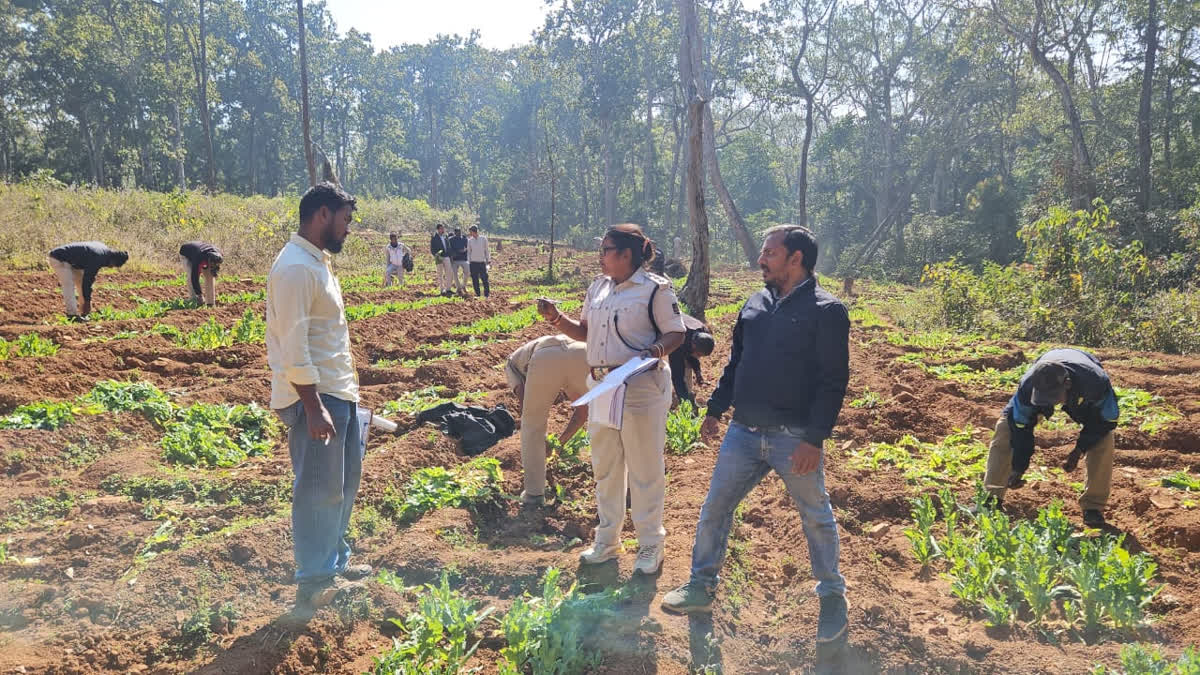 Similipal National Park and Tiger Reserve is home to a diverse flora and fauna which attracts tourists and wildlife lovers from across the country and abroad. But the dense forest, home to several endangered species, is also used for cultivation of opium. In fact, Similipal, of late, has emerged as a major hotspot of opium cultivation in Odisha.