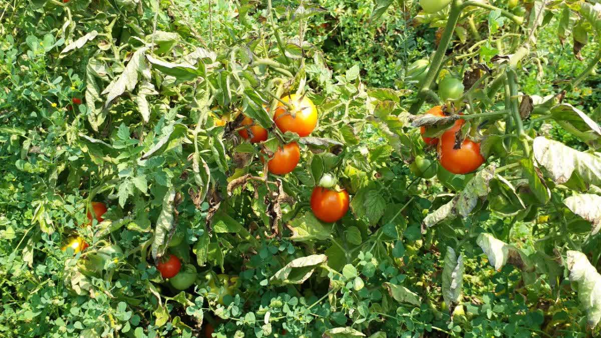 SHAHDOL GRAFTING NURSERY CRAZE