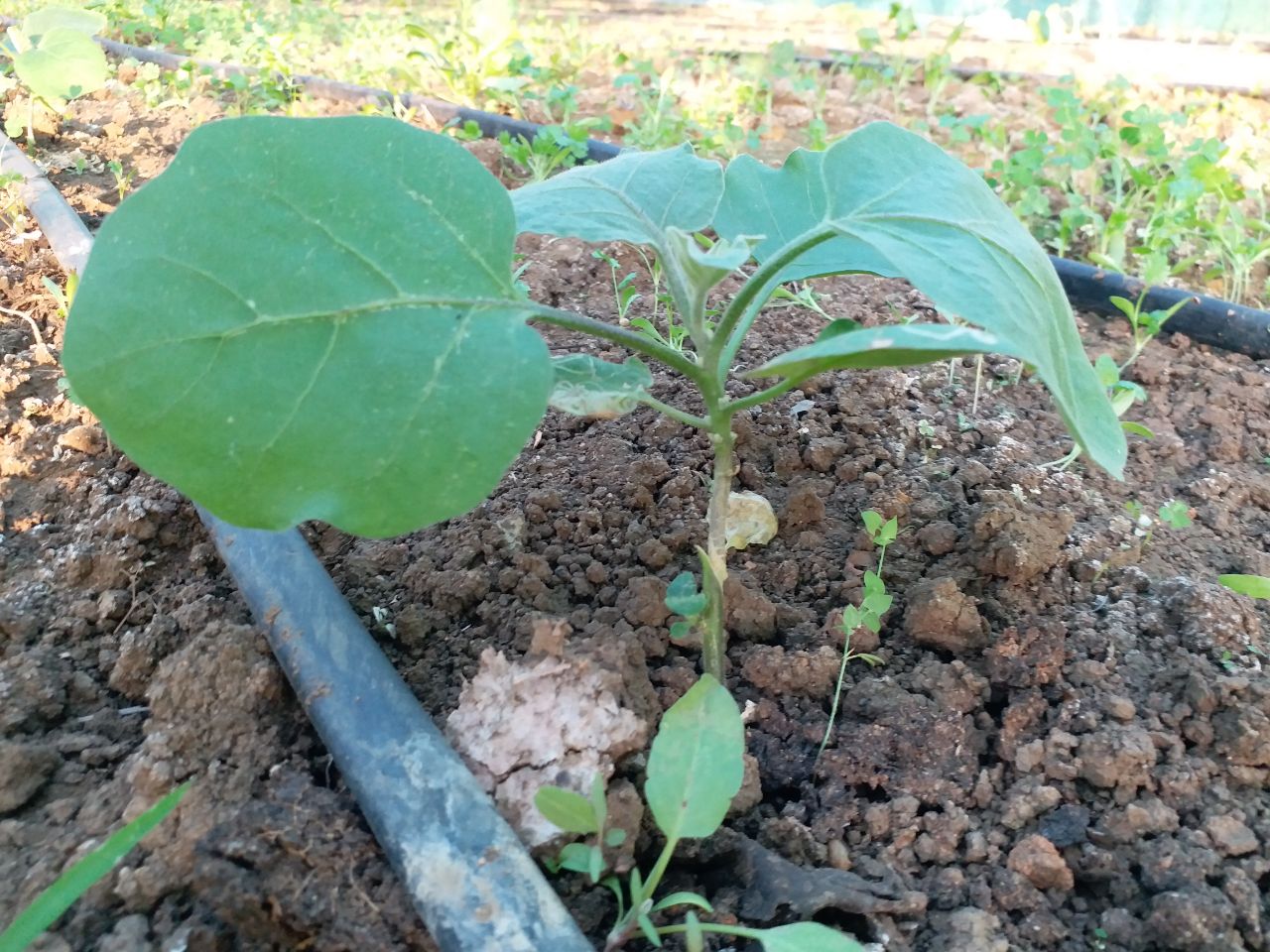 SHAHDOL FARMERS BUMPER PRODUCTION