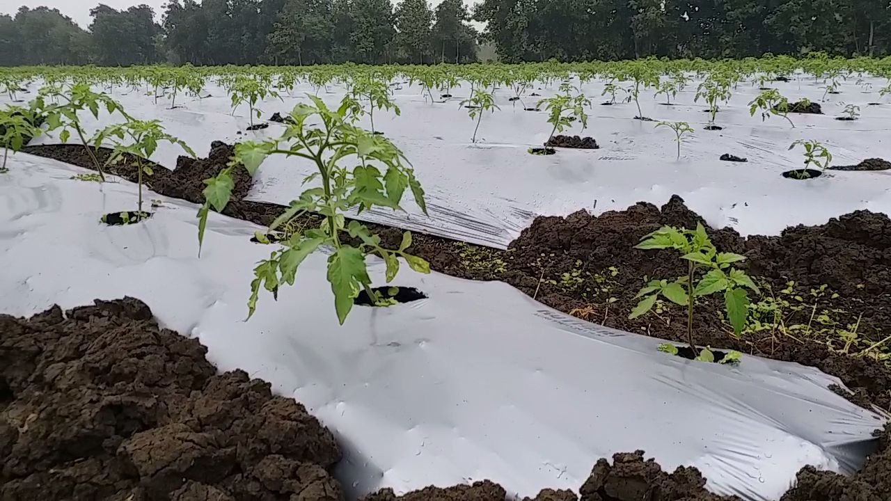 SHAHDOL FARMERS GRAFTING NURSERY