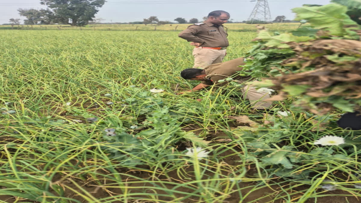 opium in garlic crop