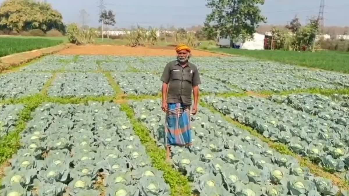 Pulses and oilseeds cultivation increased income