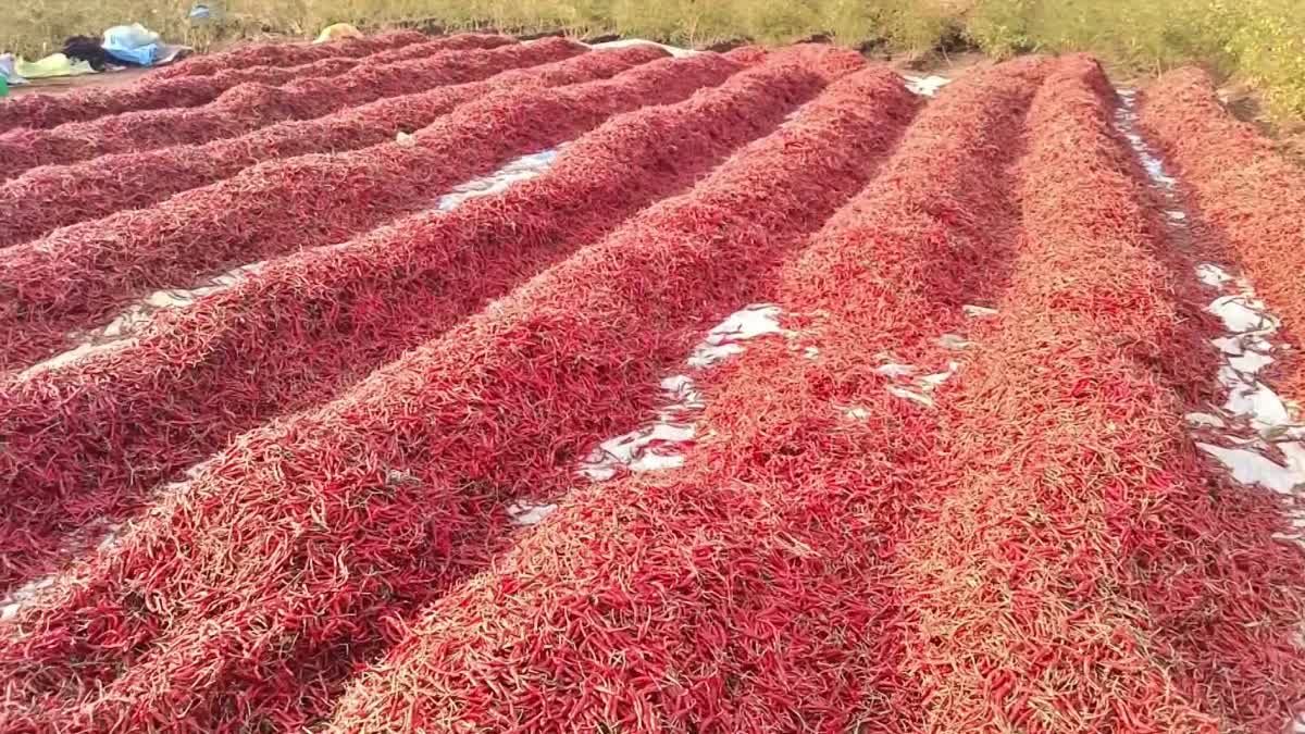 Thieves are Troubling Chilli Farmers in Anantapur District