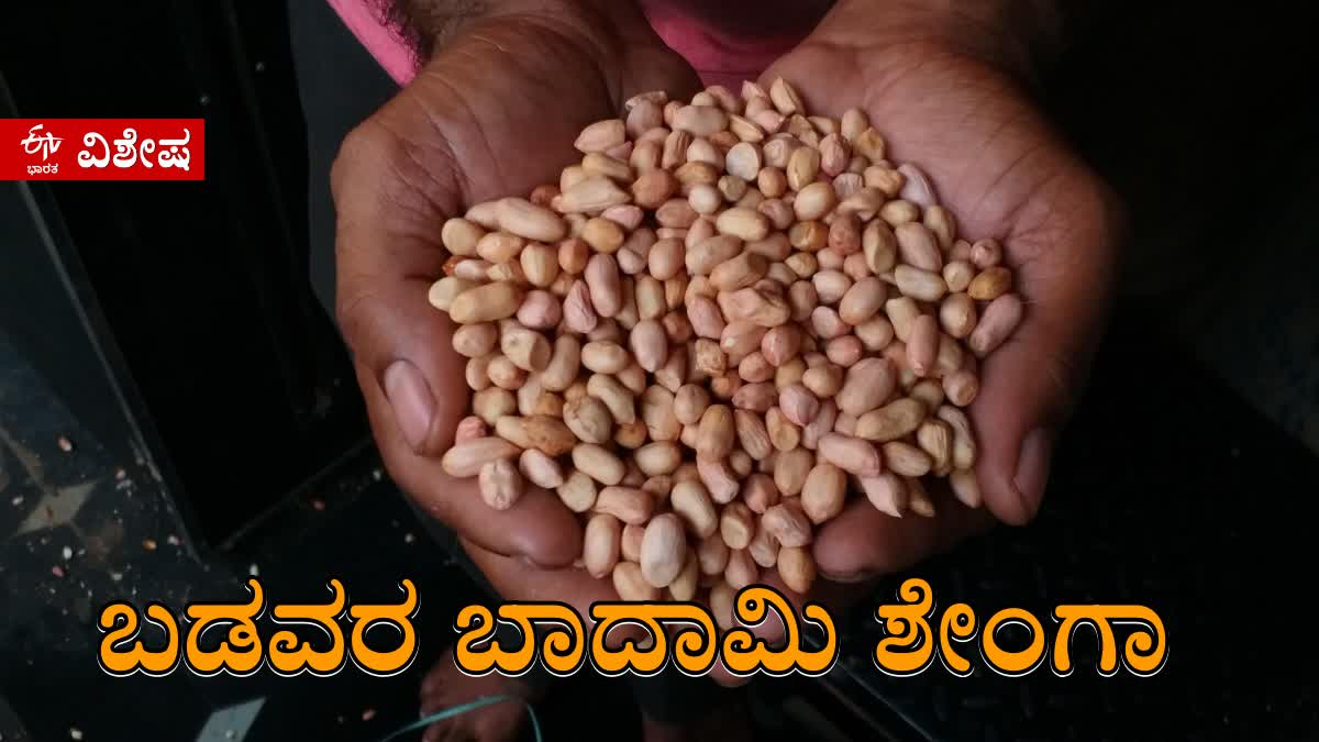 GROUNDNUT CROP