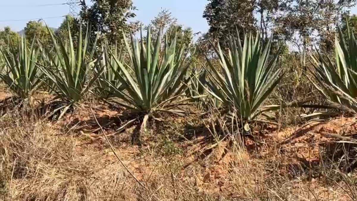 villagers-angry-over-shisal-plant-planted-in-forests-of-latehar