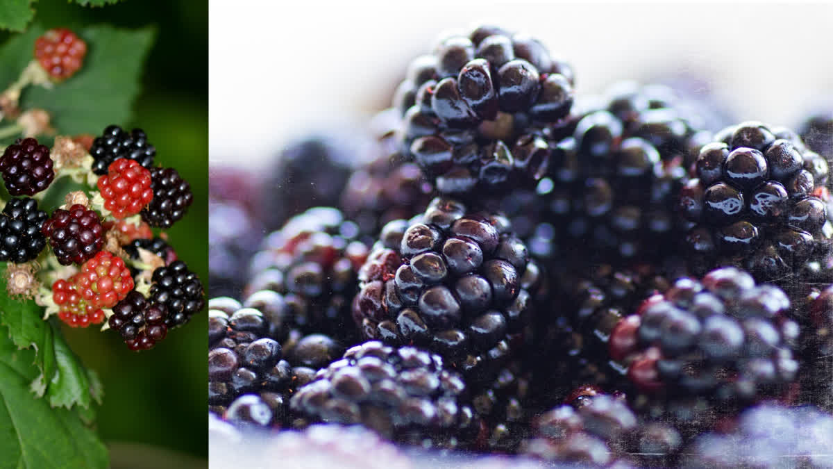 HEALTH BENEFITS OF BLACKBERRIES  ARE BLACKBERRIES GOOD FOR YOU  BENEFITS OF BLACKBERRIES