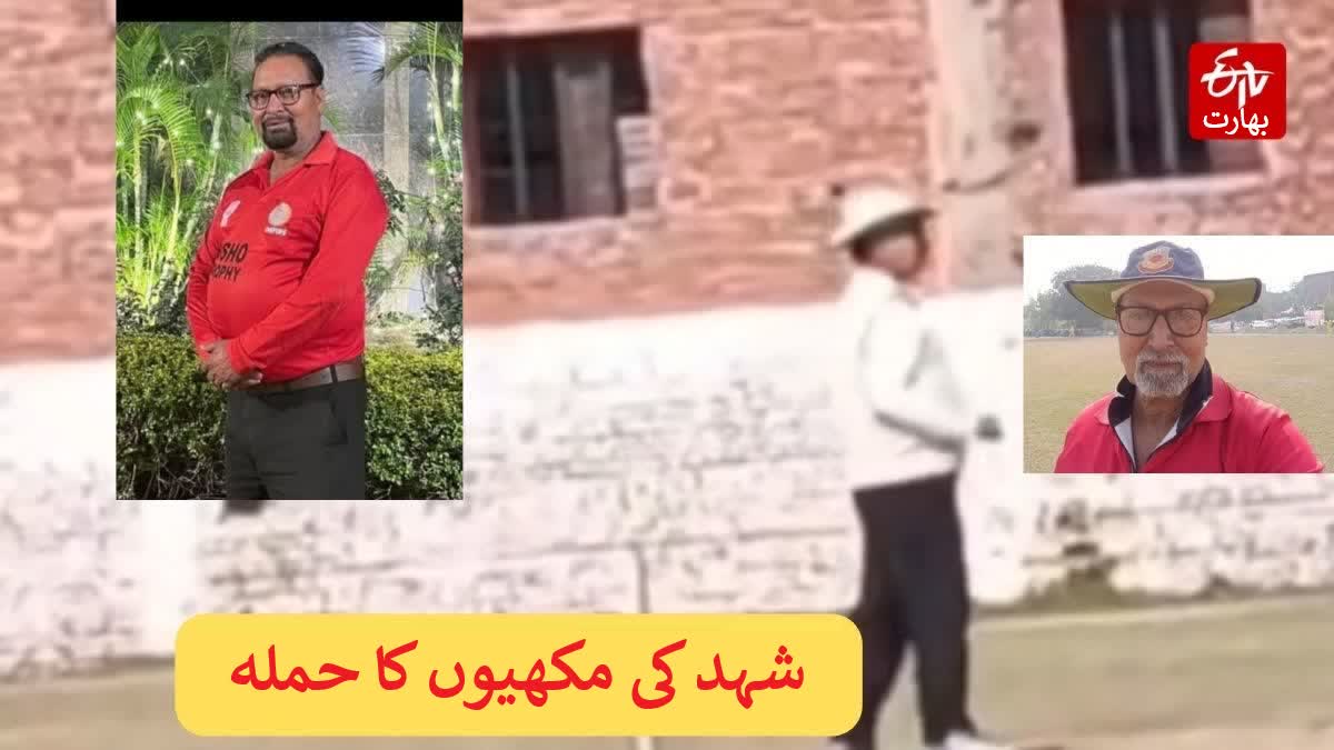 bees attack during match umpire killed player injured uttar pradesh Urdu News