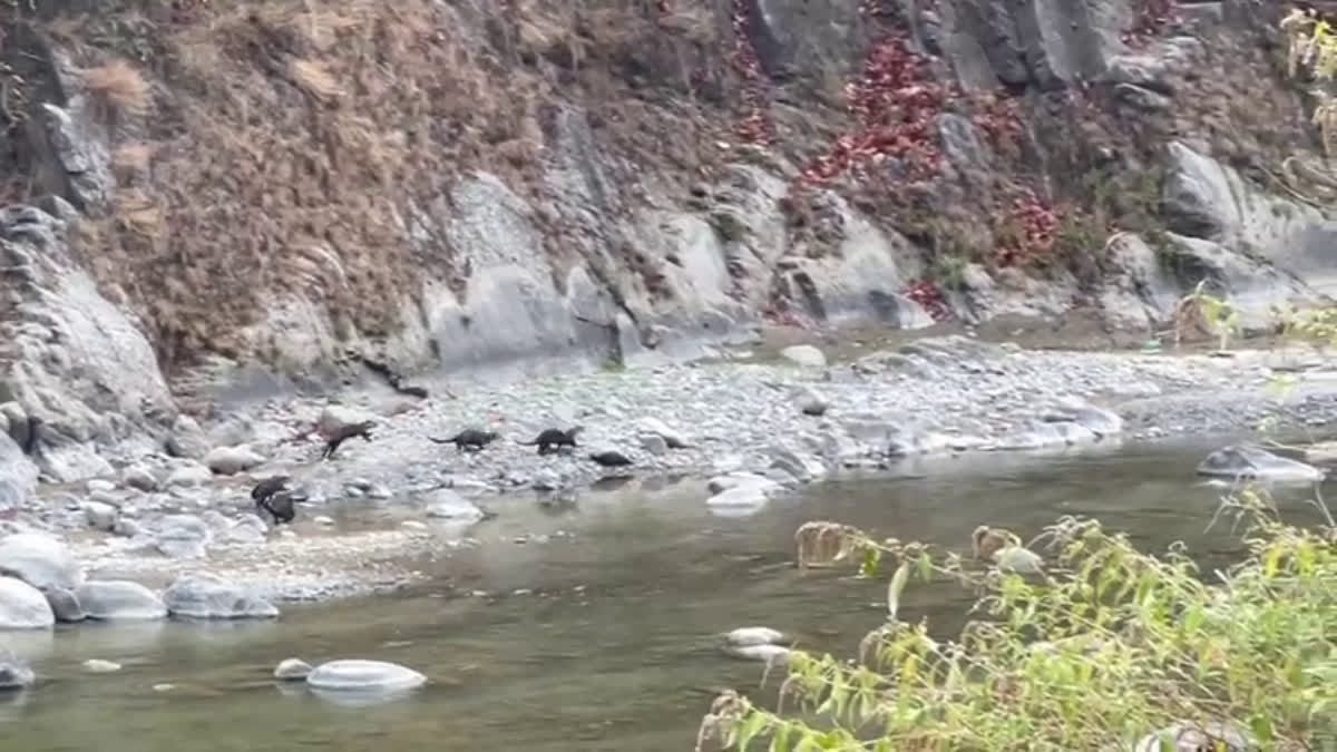 Nandhaur Wildlife Sanctuary Otters