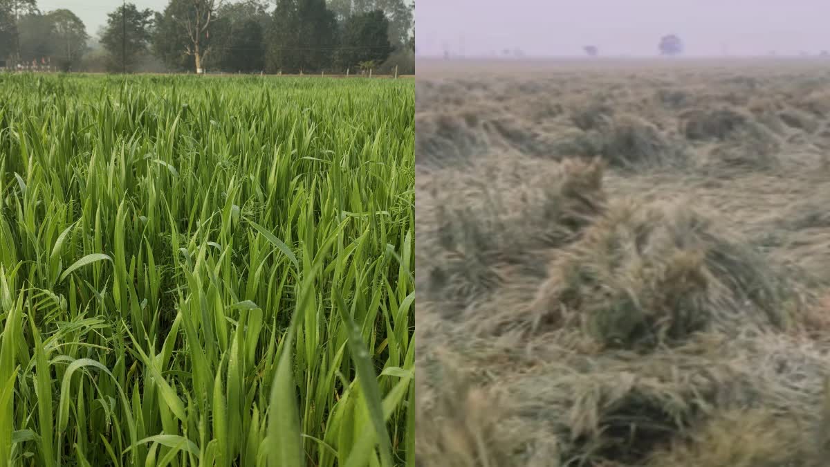 wheat crops Farmers upset DHAR