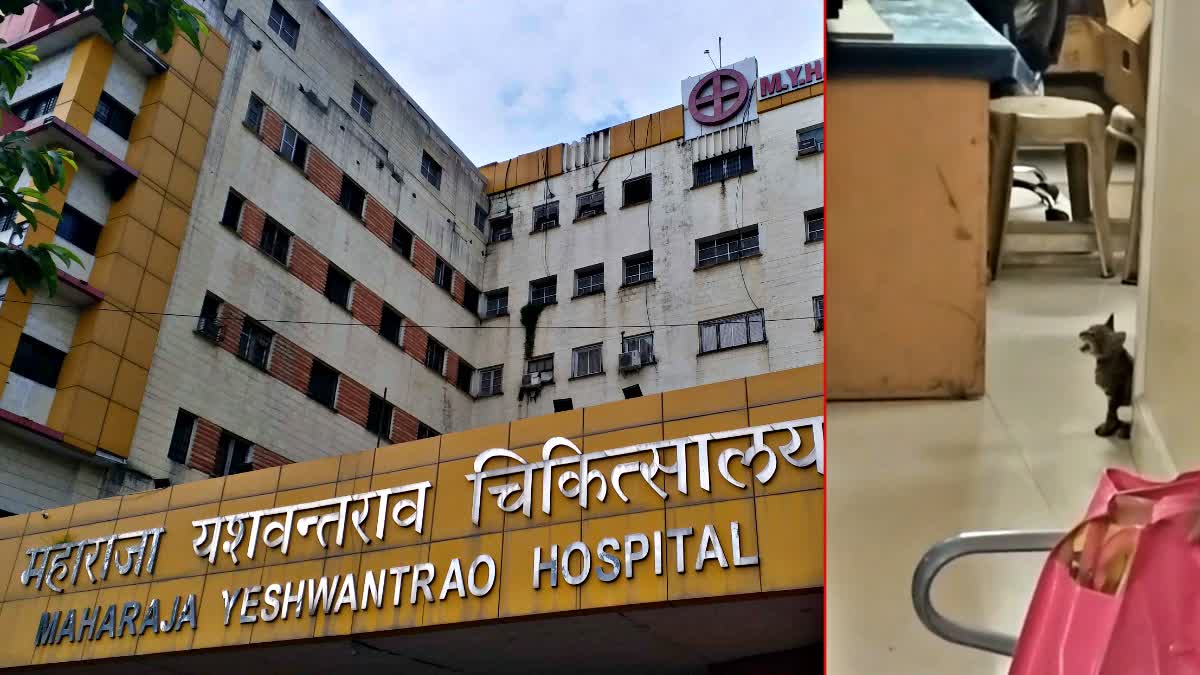 CAT INSIDE HIV WARD MY HOSPITAL