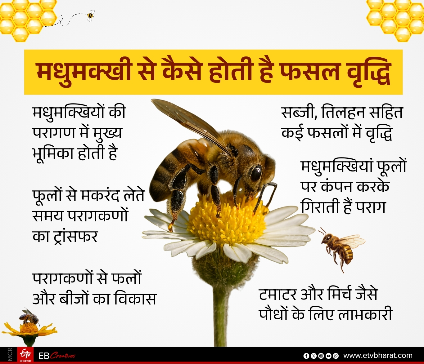 Farmers took training in beekeeping