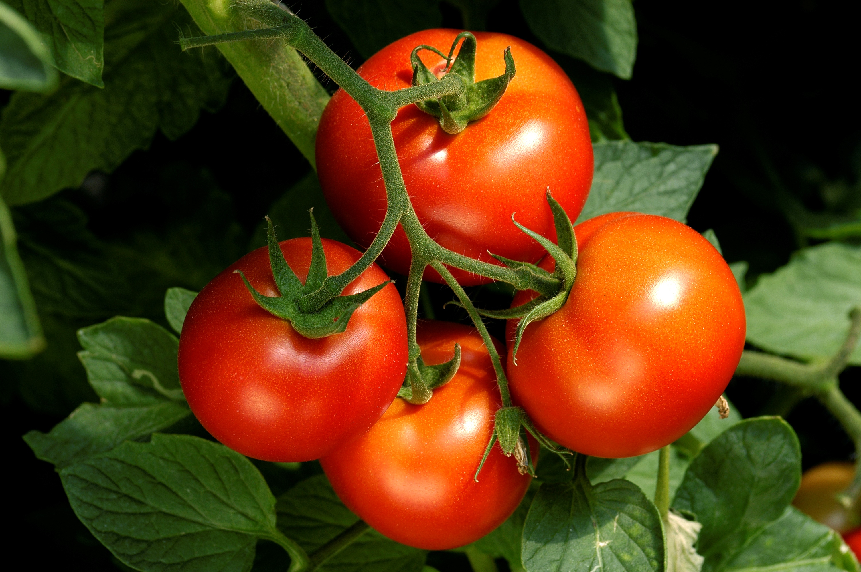 tomato_chutney