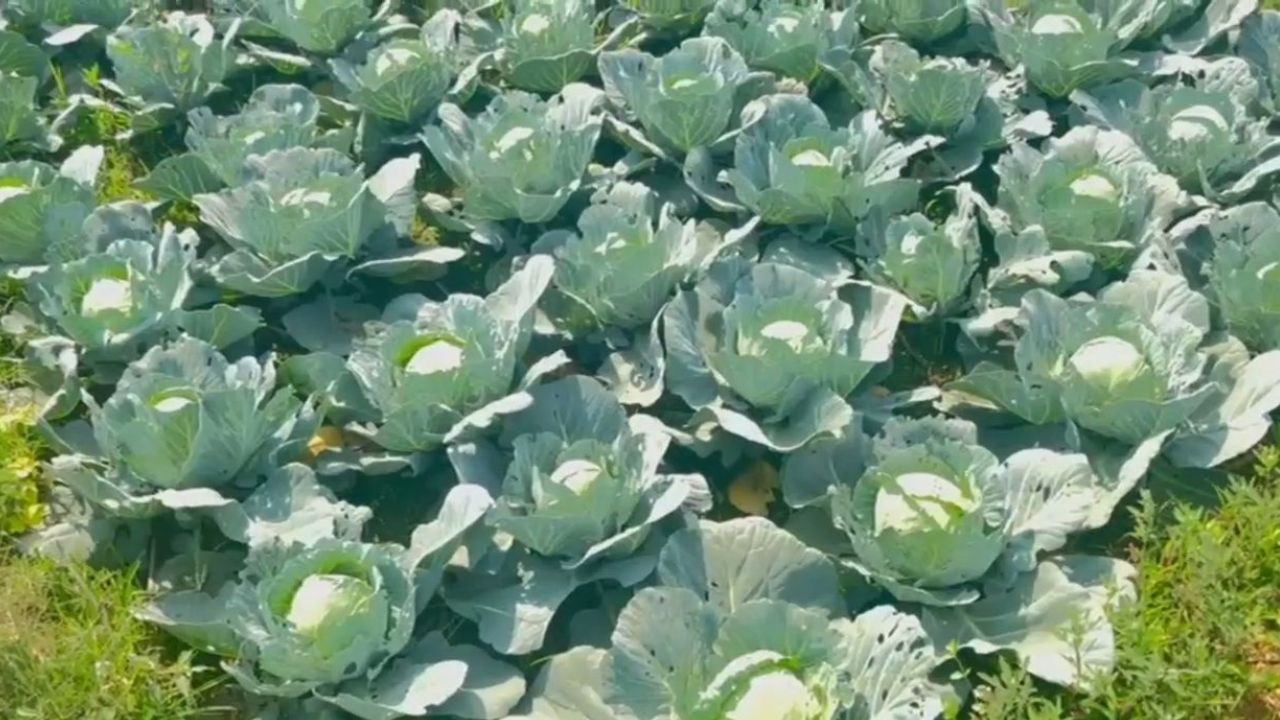 Pulses and oilseeds cultivation increased income