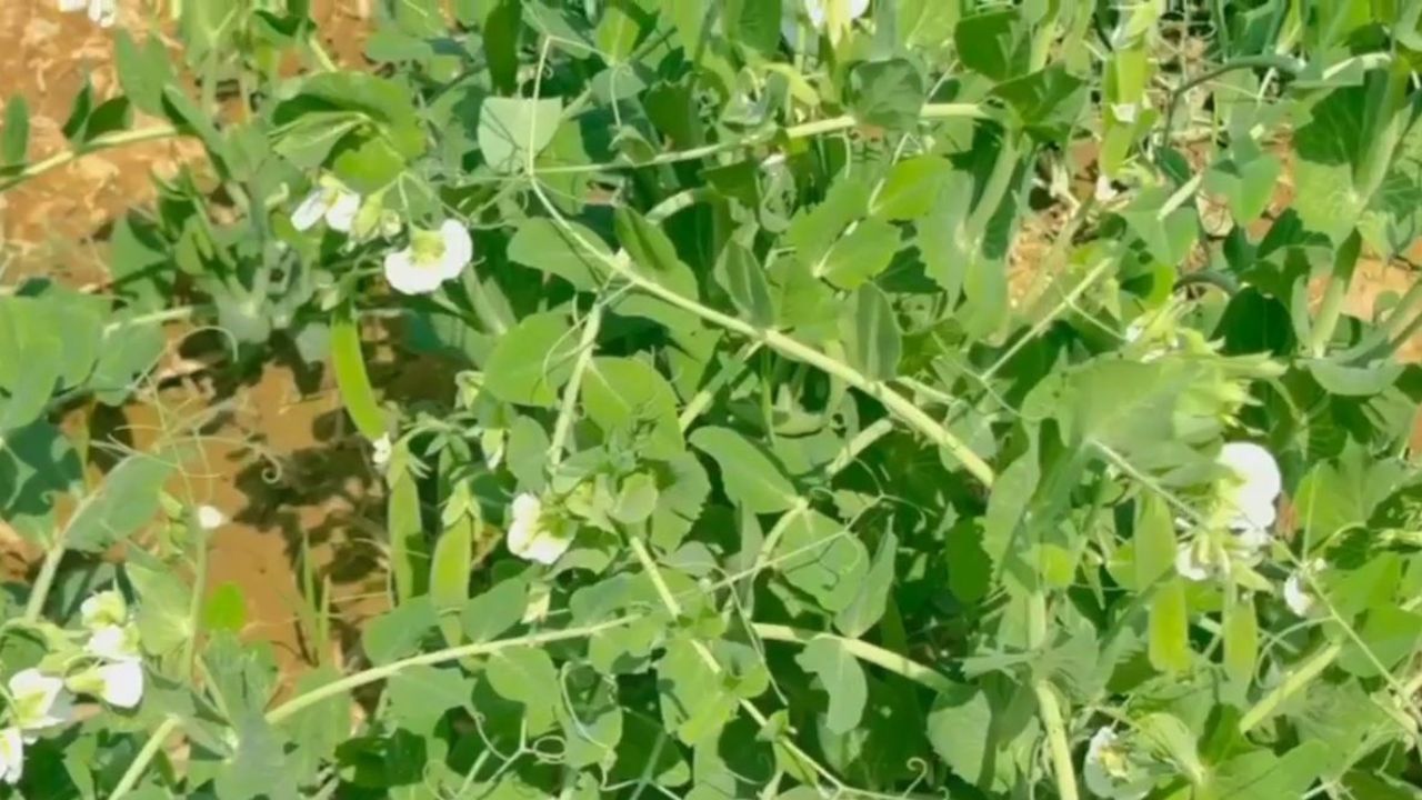 Pulses and oilseeds cultivation increased income