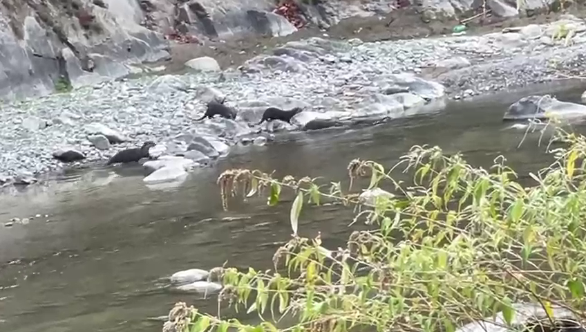 Nandhaur Wildlife Sanctuary Otters