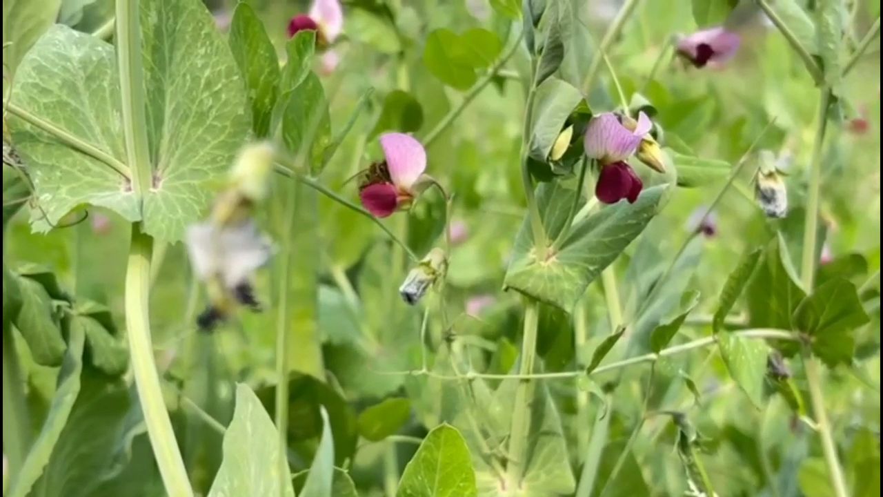 Bees are beneficial for crops