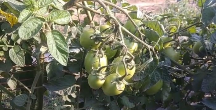 Dhoni organic farming