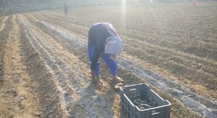 Dhoni organic farming