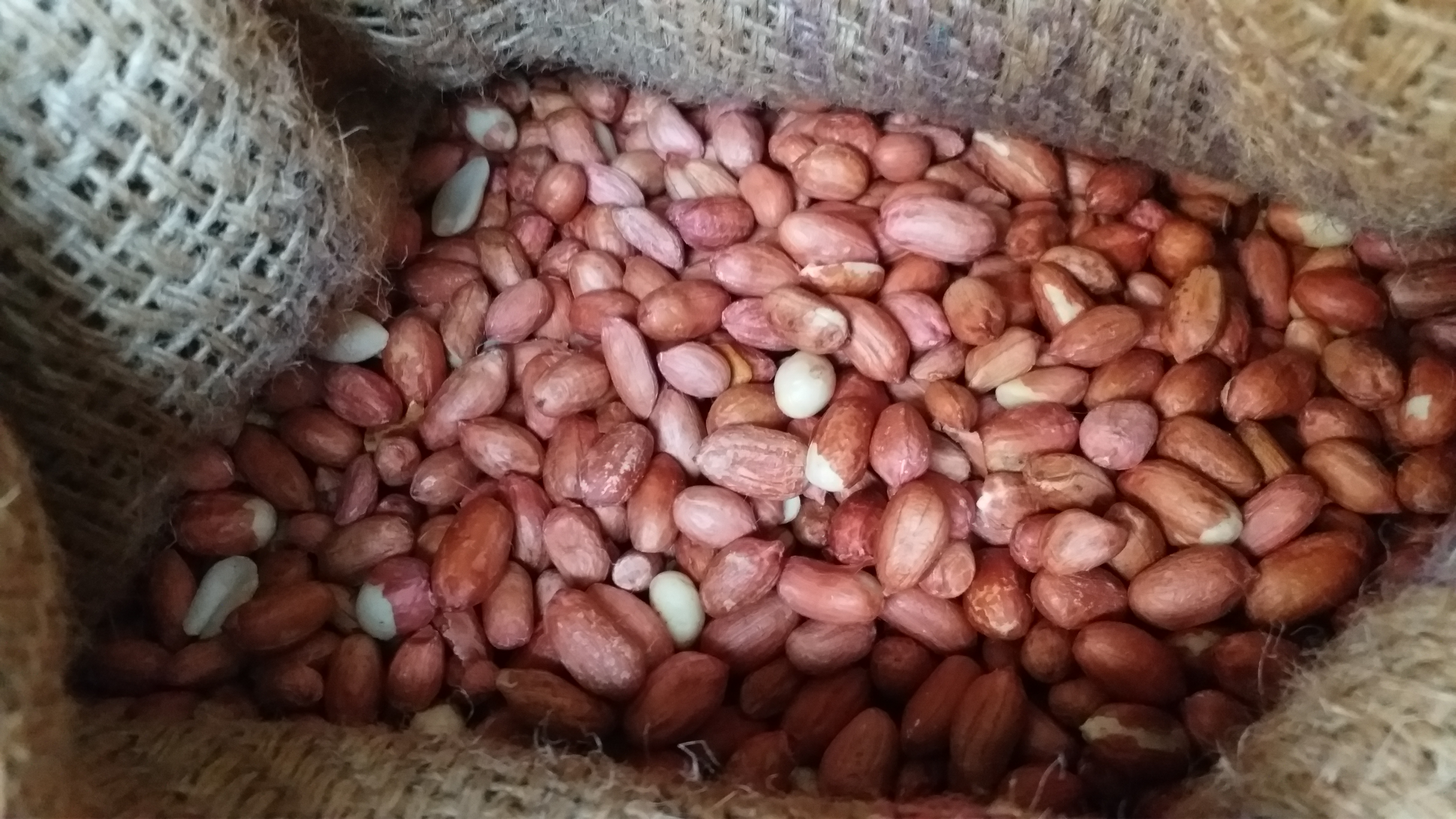 Fall In Supply Of Groundnuts To Davanagere Market