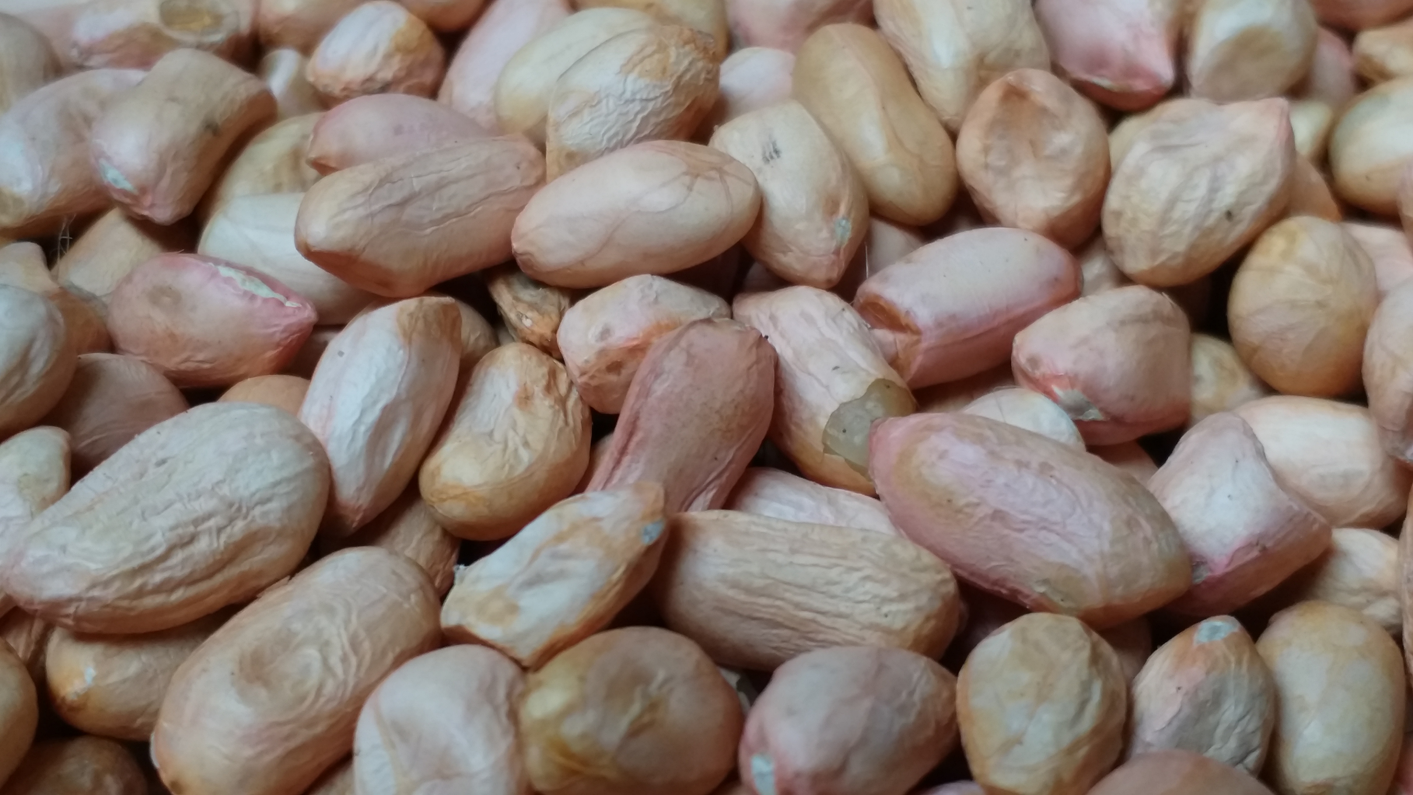 Fall In Supply Of Groundnuts To Davanagere Market