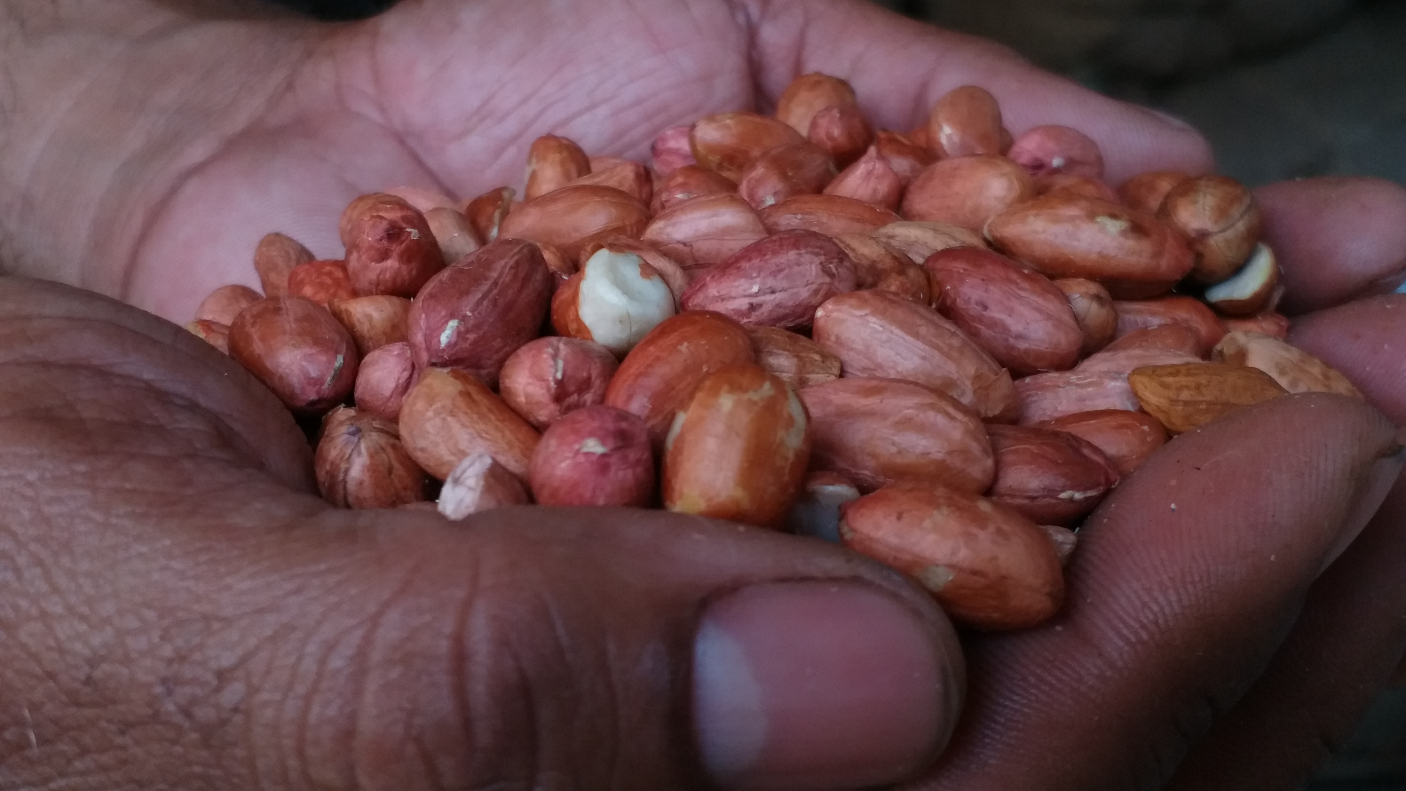 Fall In Supply Of Groundnuts To Davanagere Market