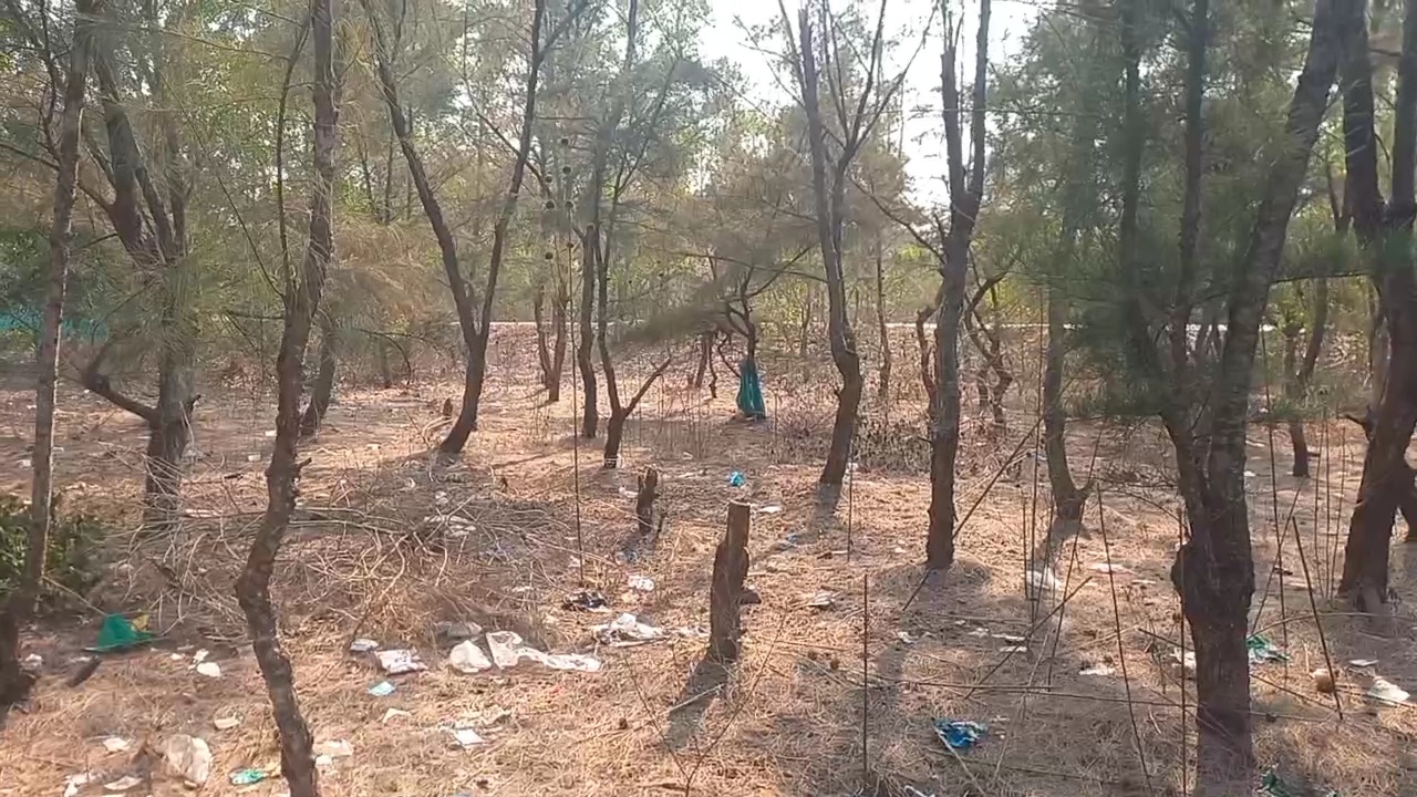 ପୁରୀରୁ କୋଣାର୍କ ବେଳାଭୂମିକୁ ସ୍ୱଚ୍ଛ ସବୁଜ ସୁନ୍ଦର କରିବା ପାଇଁ ବନ ବିଭାଗ ଓ ପର୍ଯ୍ୟଟନ ବିଭାଗ ପକ୍ଷରୁ ମିଳିତ ଭାବେ ଯୋଜନା କରାଯାଇଛି ।