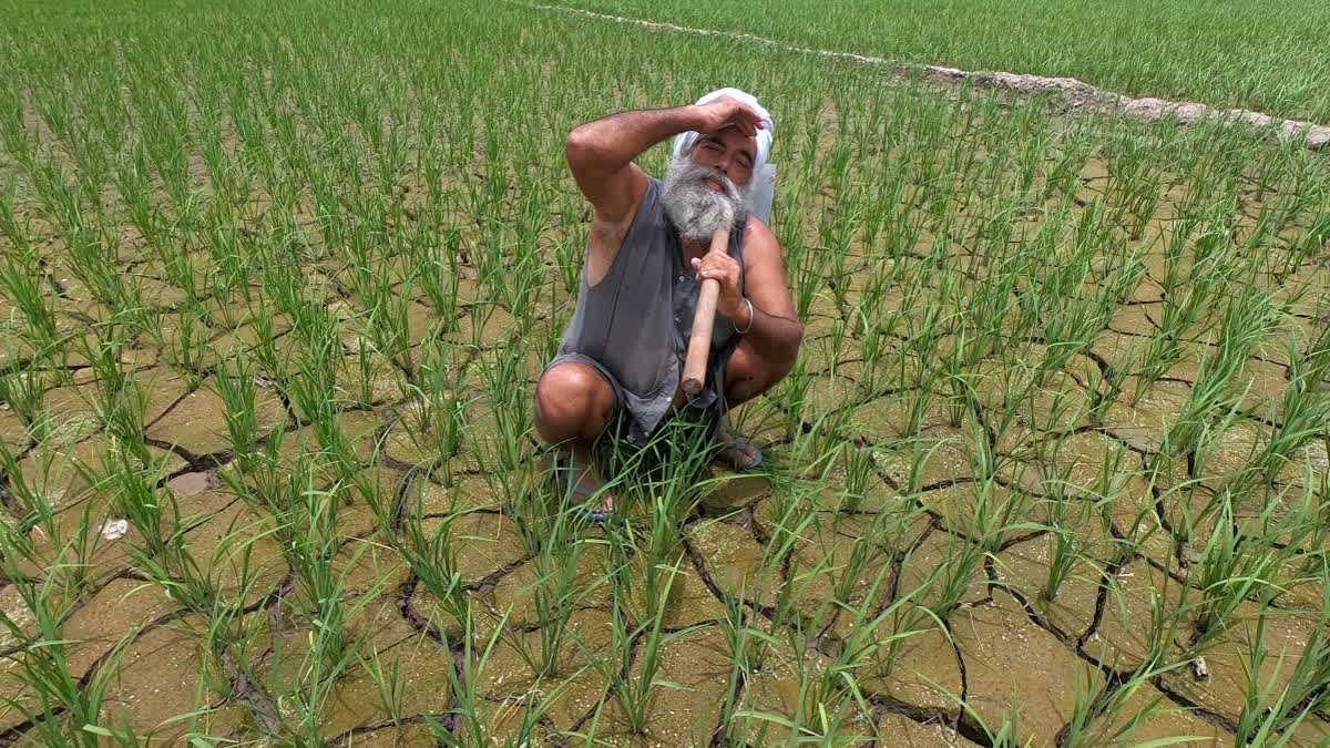 Climate change Heat Waves Super El Nino Indian Farmers Need to Be Ready for Summer 2026