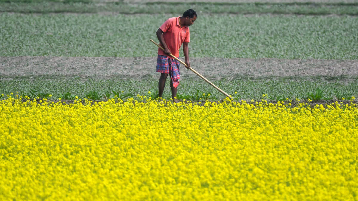 Haryana Scientists Release New Mustard Hybrid With Higher Yield, Oil ...