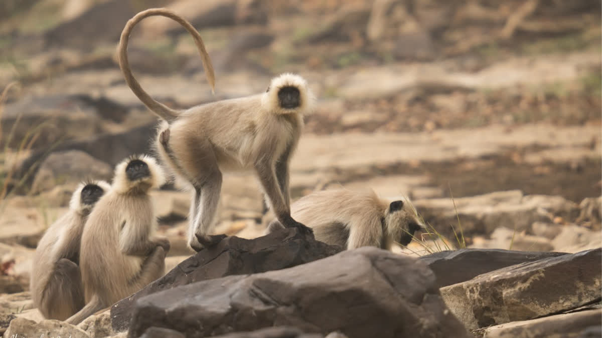 Madhya Pradesh: Renowned Primatologist Flags Declining Simian Numbers