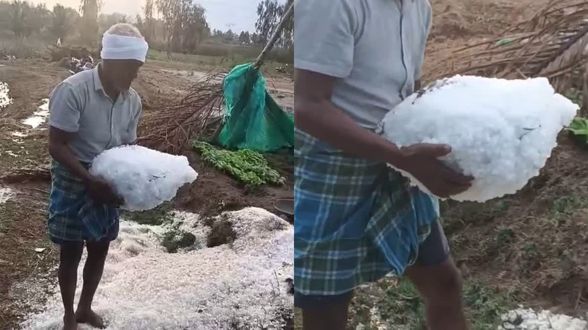 ಮೈಸೂರು: ಜಮೀನಿನಲ್ಲಿ ಬೃಹದಾಕಾರದ ಆಲಿಕಲ್ಲು, ತುಂಬಾಕು ಸಸಿ ನಾಶ