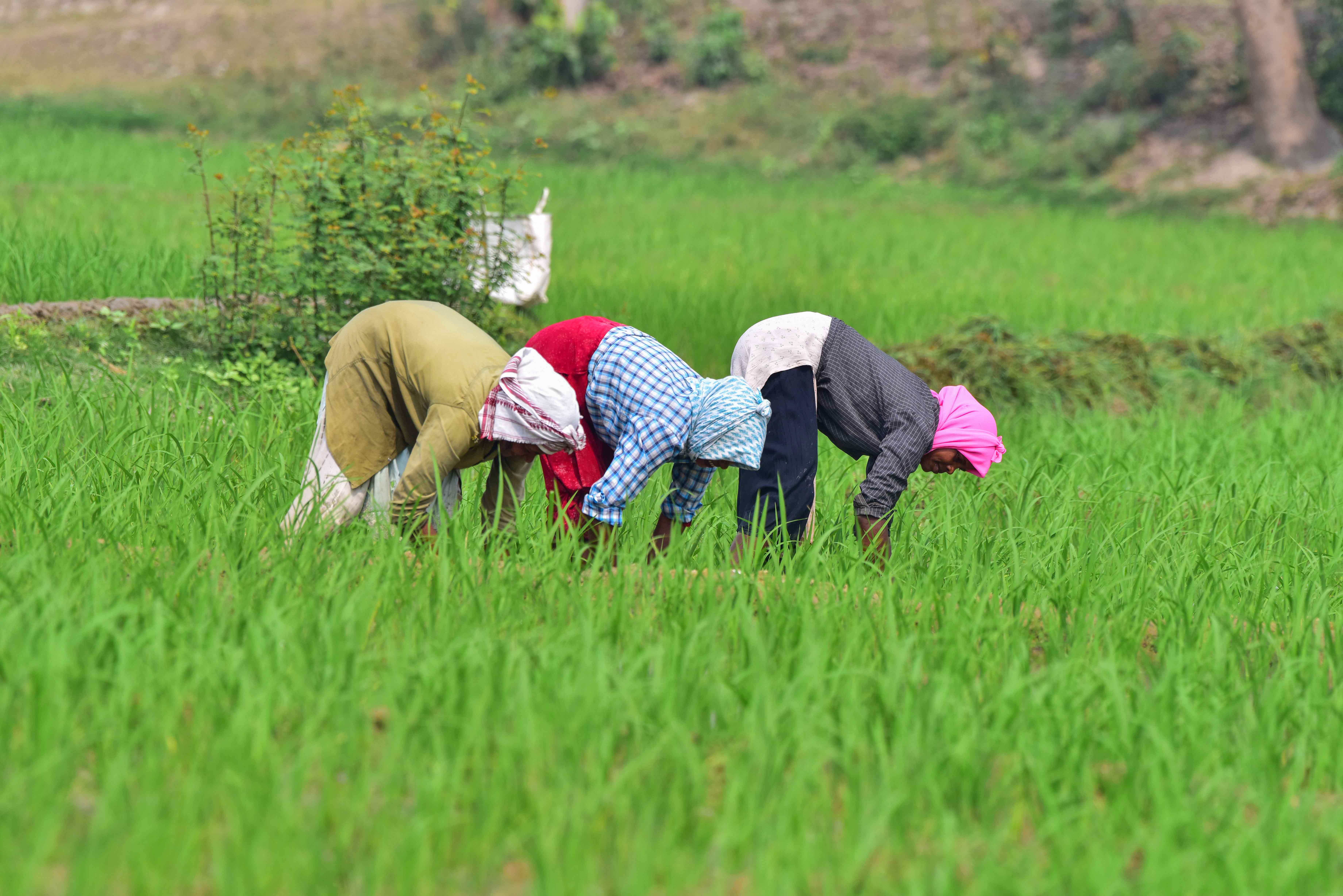 Climate change Heat Waves Super El Nino Indian Farmers Need to Be Ready for Summer 2026