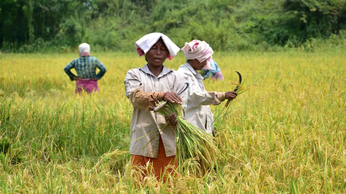 Climate change Heat Waves Super El Nino Indian Farmers Need to Be Ready for Summer 2026