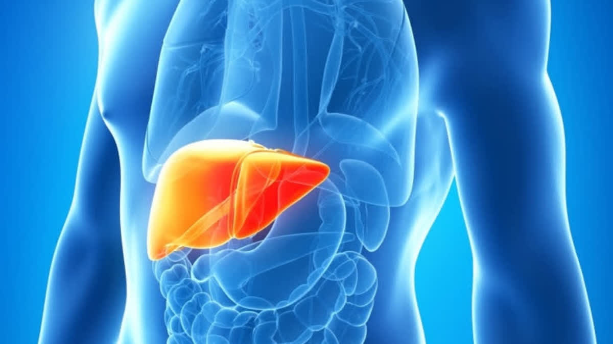 Your liver, an essential organ that detoxifies your body (Representational Image)