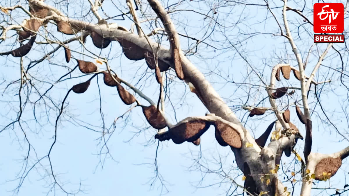 three hundred bee hives on two trees
