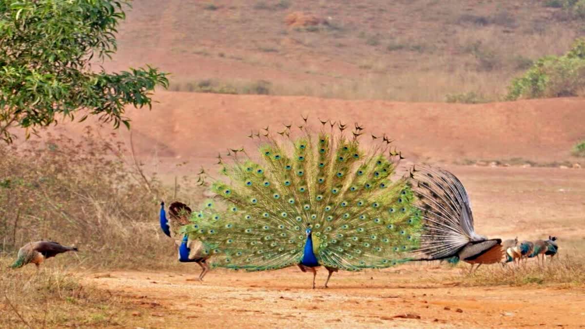 PEACOCK VALLEY OF ODISHA