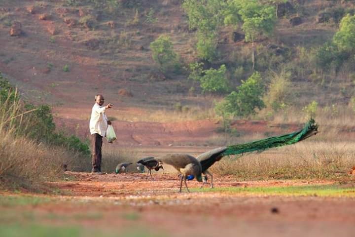peacock valley of Odisha
