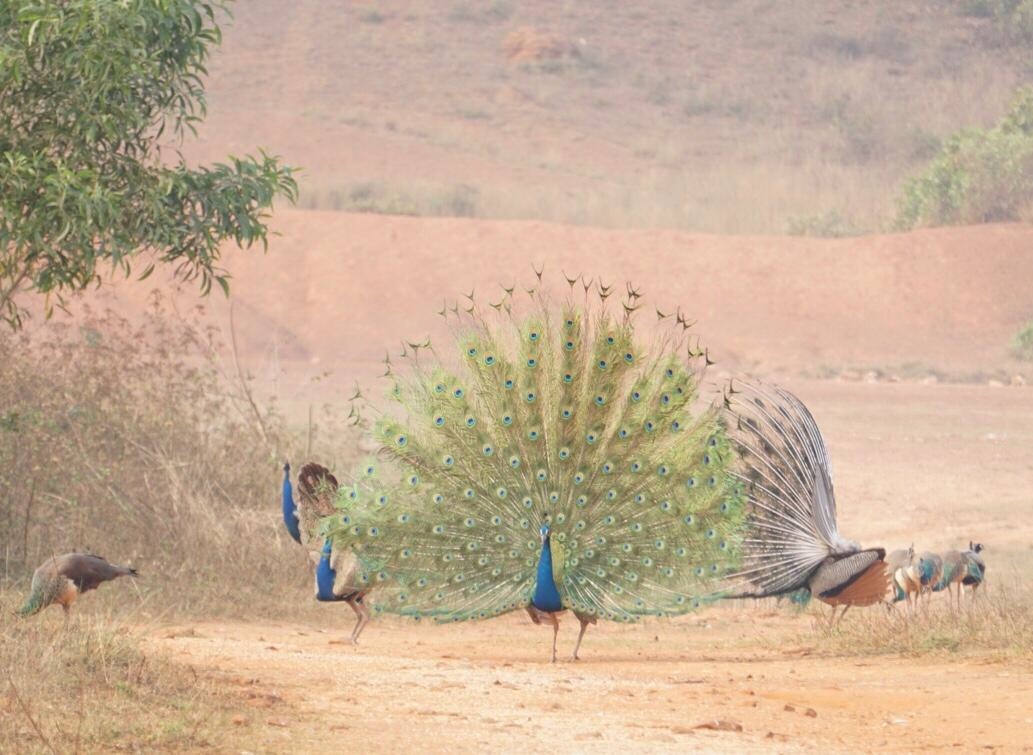 Nurturing A Family Of 204 Peacocks: A Youngster Keeps Promise He Made To His Grandfather On Deathbed Years Ago