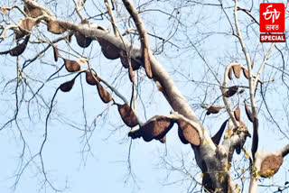 three hundred bee hives on two trees