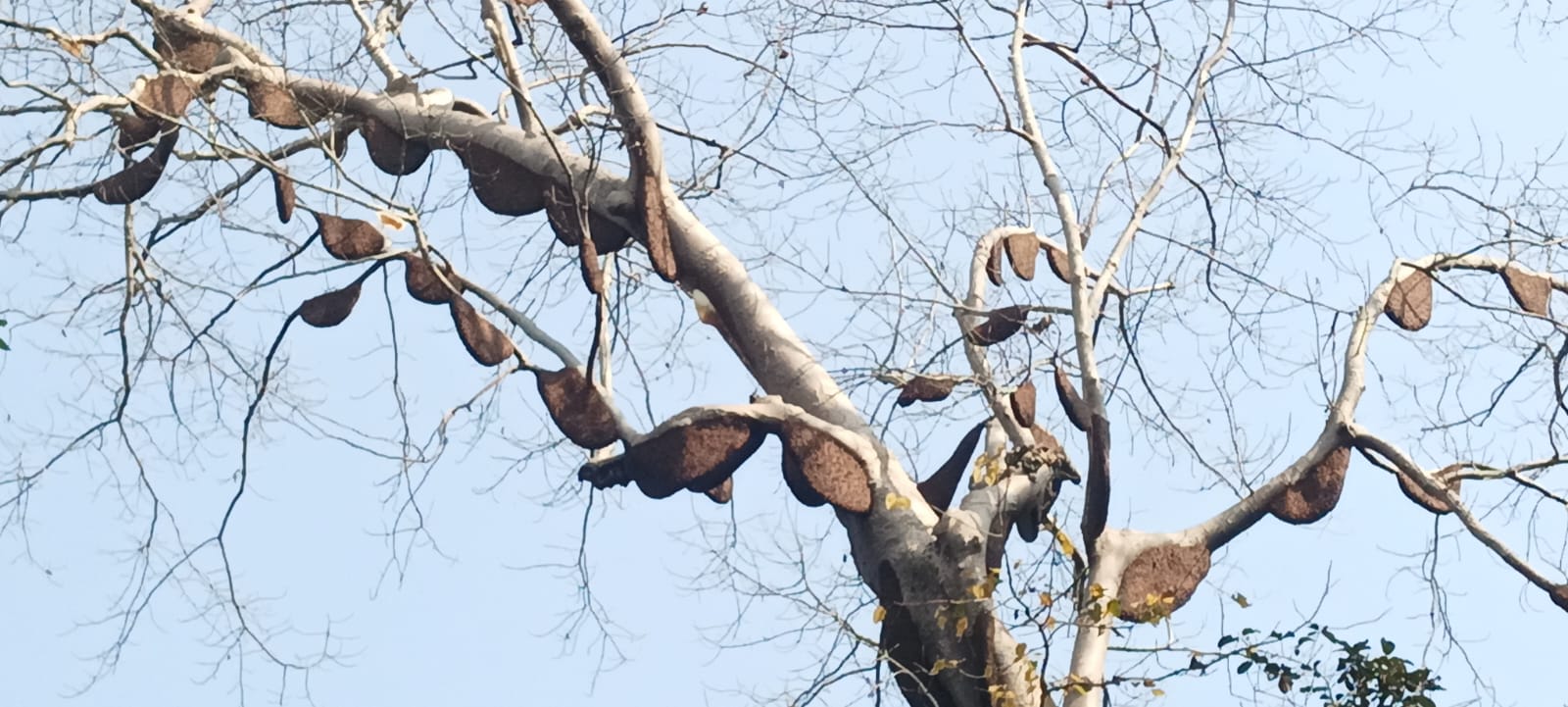 three hundred bee hives on two trees
