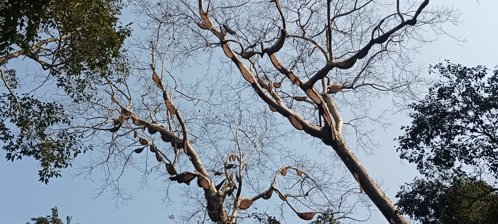 three hundred bee hives on two trees