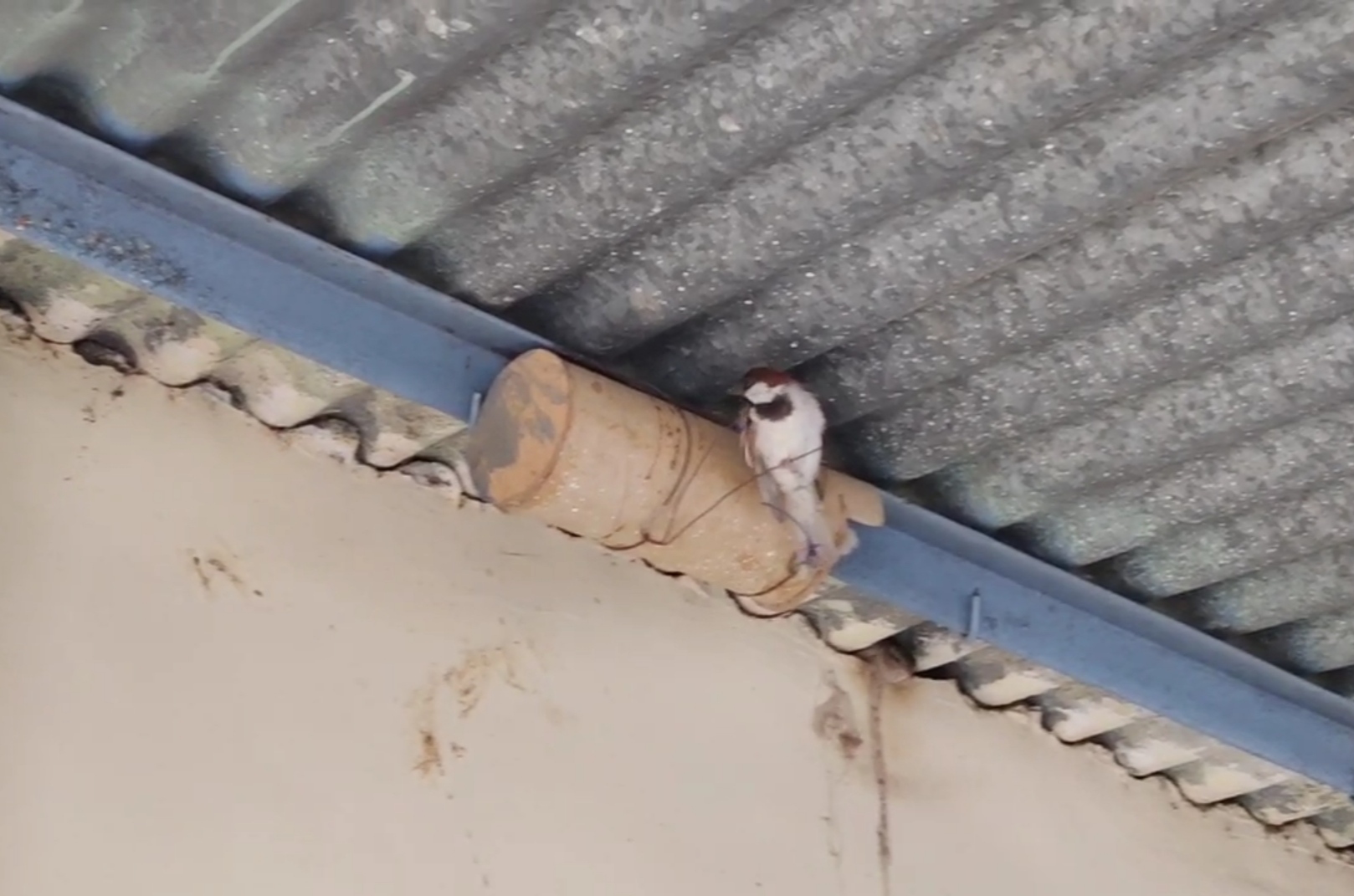 Rare White Albino Sparrow's Surprise Visit To Maharashtra School Sparks Curiosity And Excitement