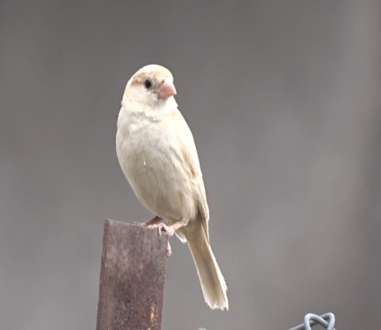Rare White Albino Sparrow's Surprise Visit To Maharashtra School Sparks Curiosity And Excitement