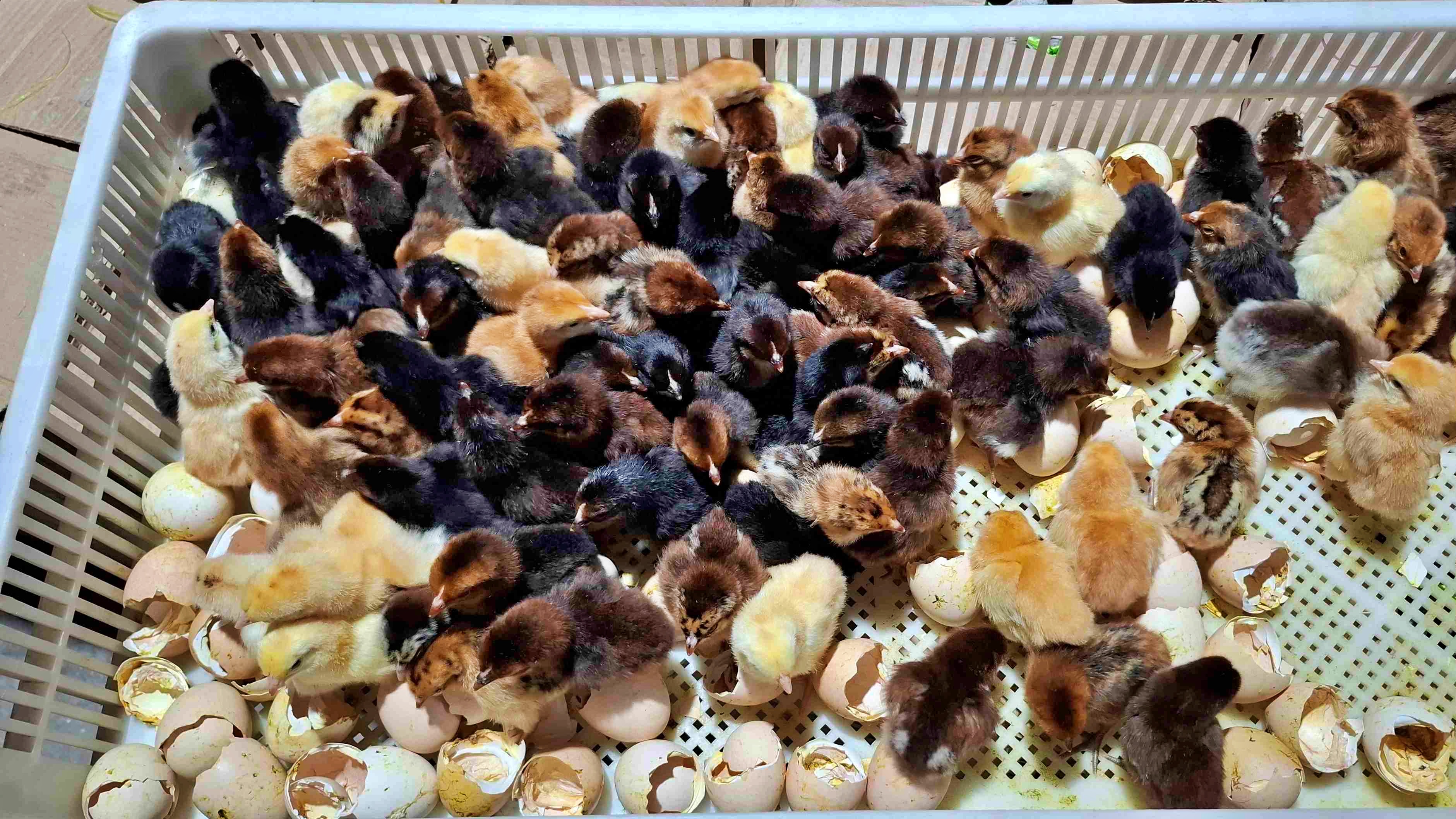 Entrepreneur From Bihar's Bhojpur Turns YouTube Idea Into Thriving Duck And Poultry Empire Worth Rs 2.25 crore